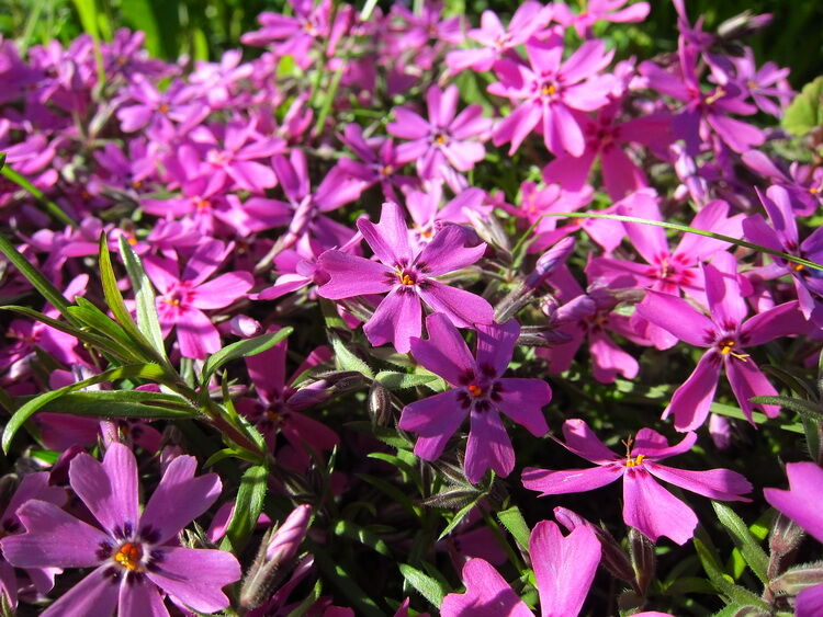 Фото Моерхейм в Новосибирске Matilda Flowers
