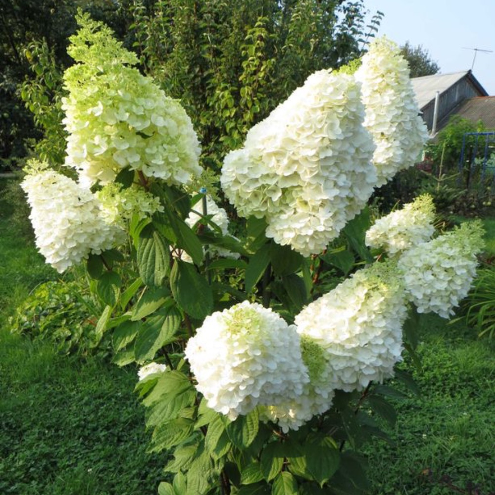 Фото Меджикал мунлайт в Новосибирске Matilda Flowers