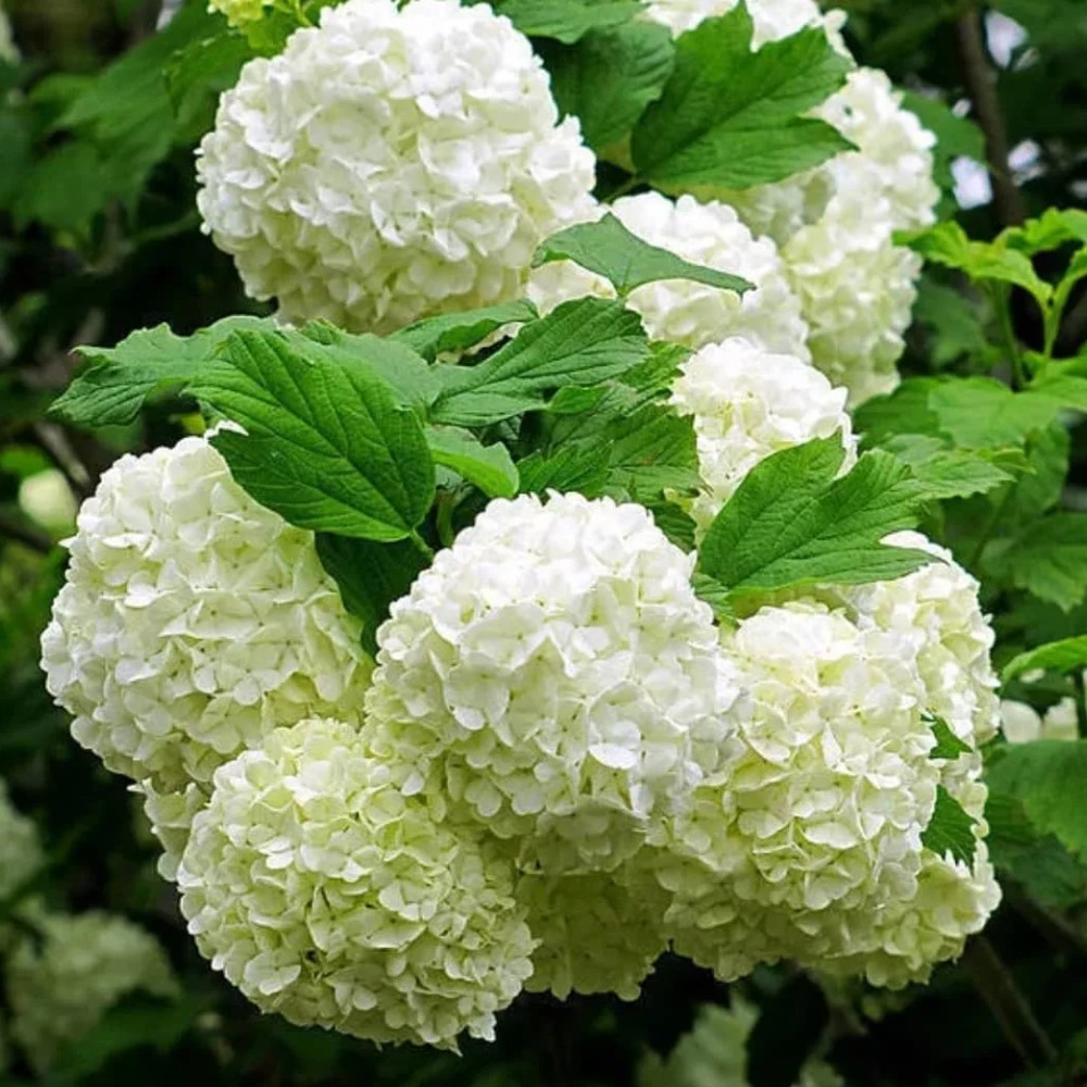 Фото Калина "Бульденеж" в Новосибирске Matilda Flowers