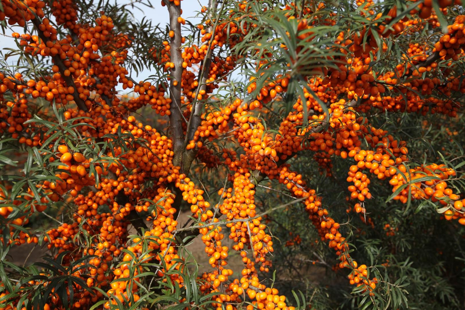 Фото Этна в Новосибирске Matilda Flowers