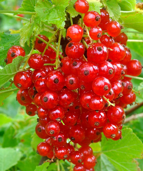 Фото Красная "Ненаглядная" в Новосибирске Matilda Flowers