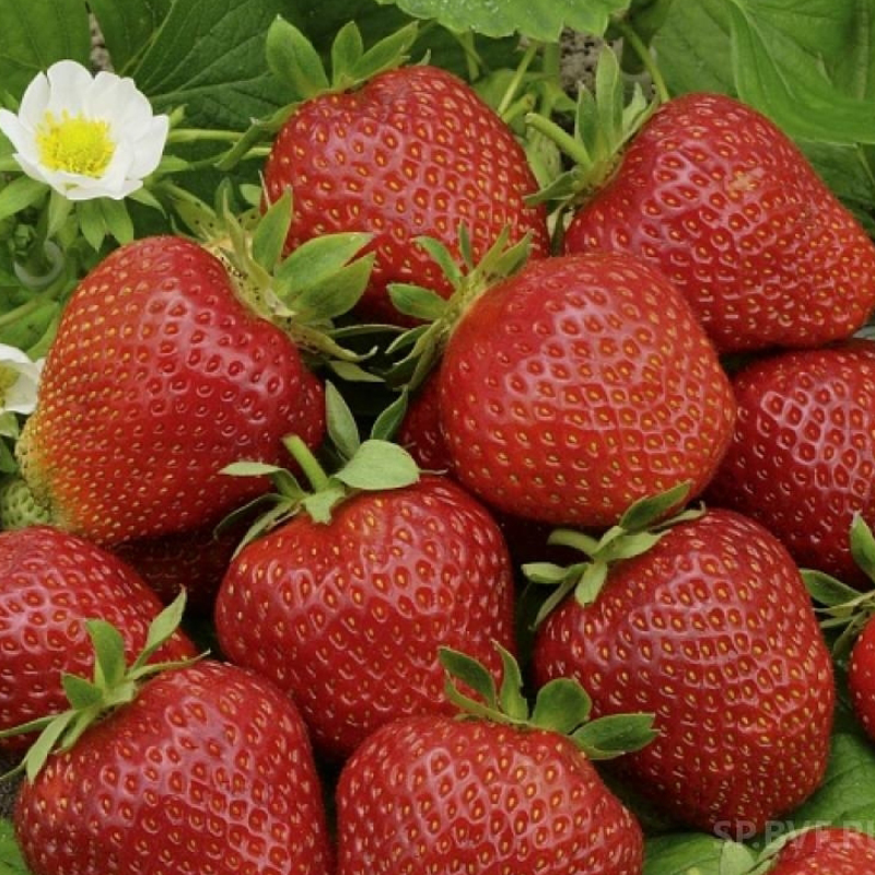 Фото Фестивальная ромашка в Новосибирске Matilda Flowers