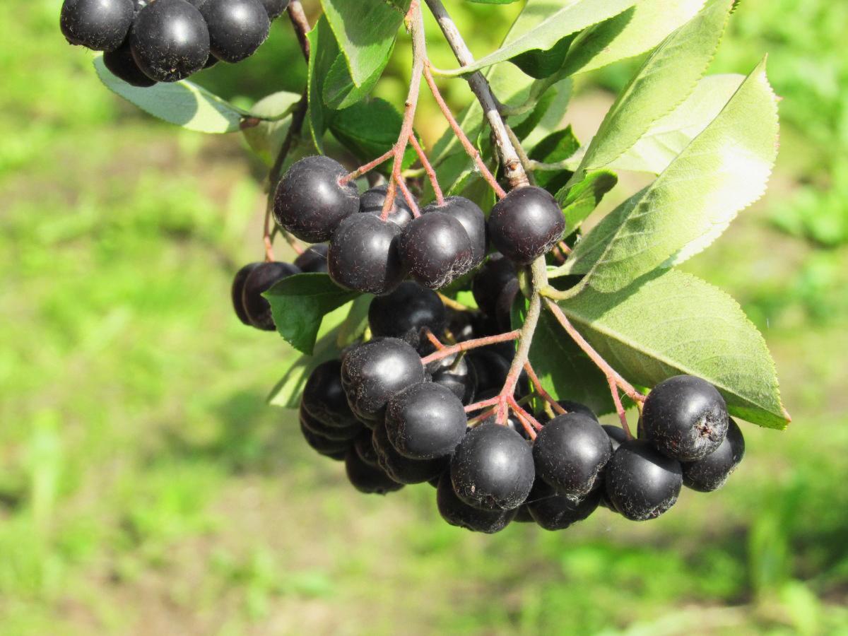 Фото Черноокая в Новосибирске Matilda Flowers