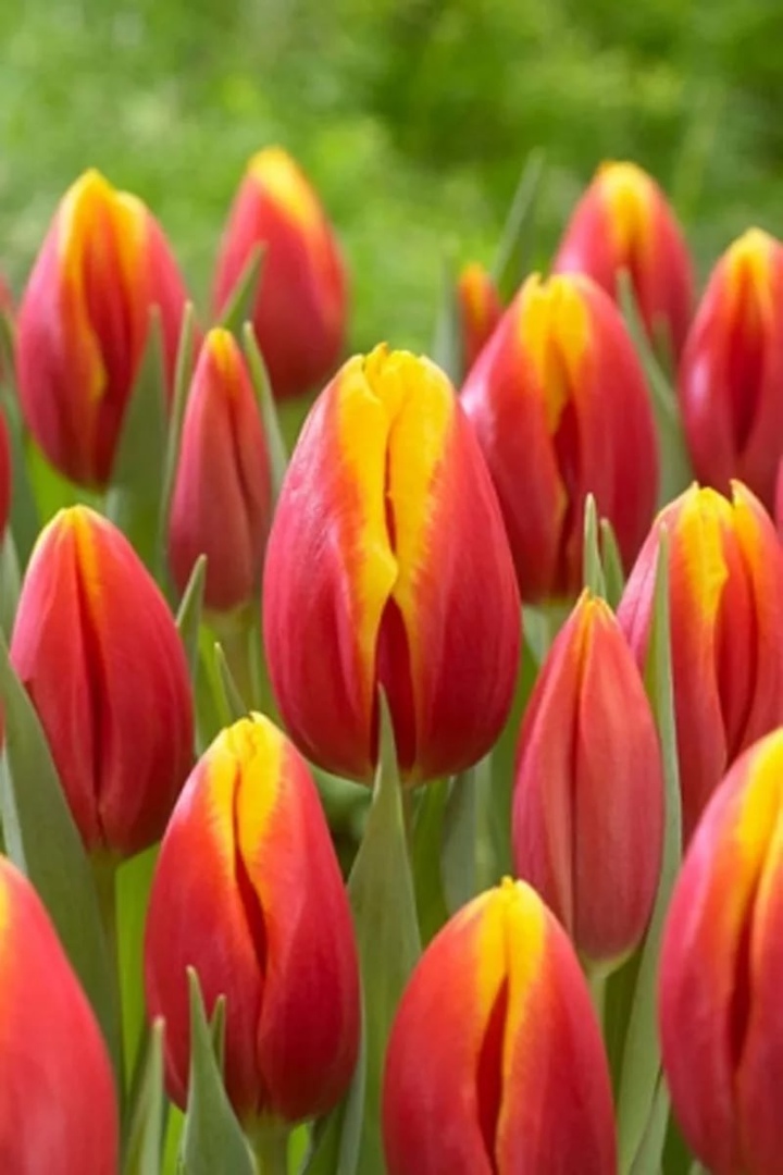 Фото Хенни Ван дер Мост в Новосибирске Matilda Flowers