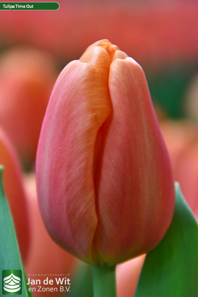 Фото Тайм аут в Новосибирске Matilda Flowers