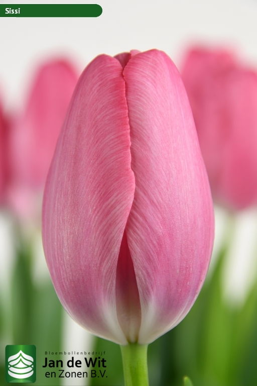 Фото СиСи в Новосибирске Matilda Flowers