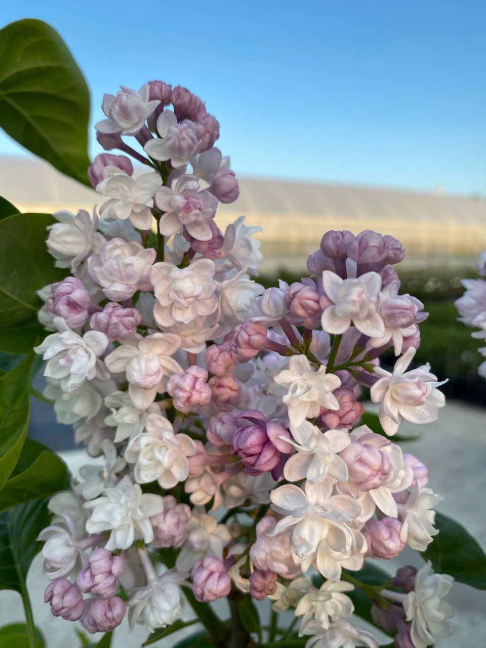 Фото Красавица Москвы в Новосибирске Matilda Flowers