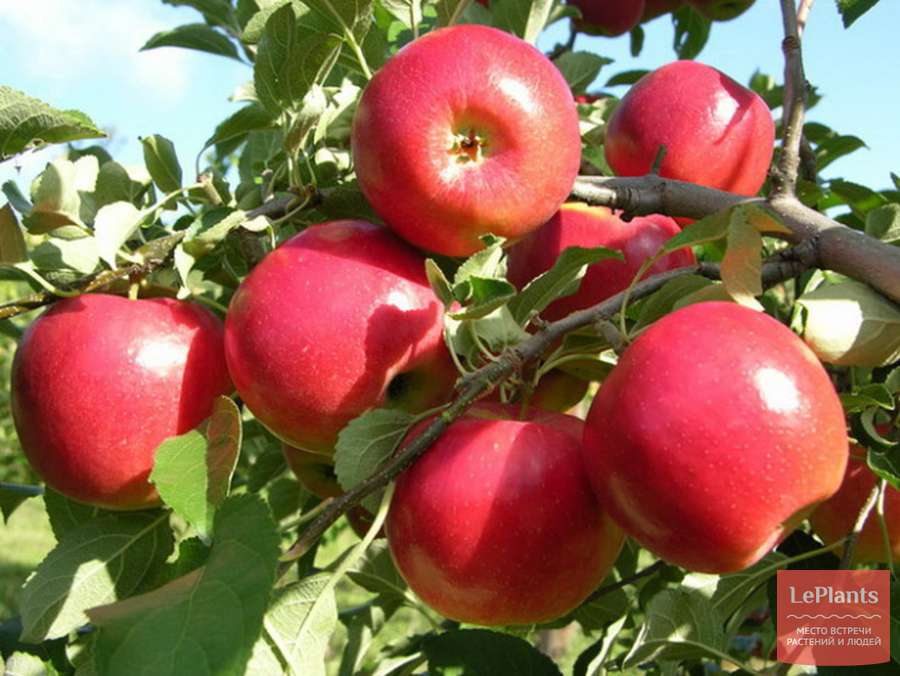 Фото Услада в Новосибирске Matilda Flowers
