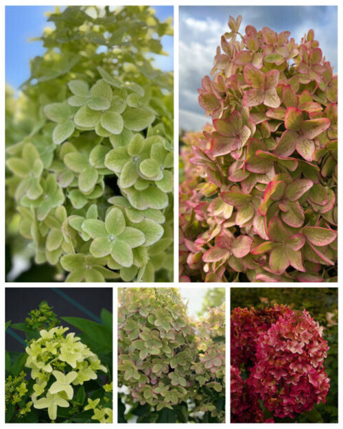 Фото Металлика в Новосибирске Matilda Flowers