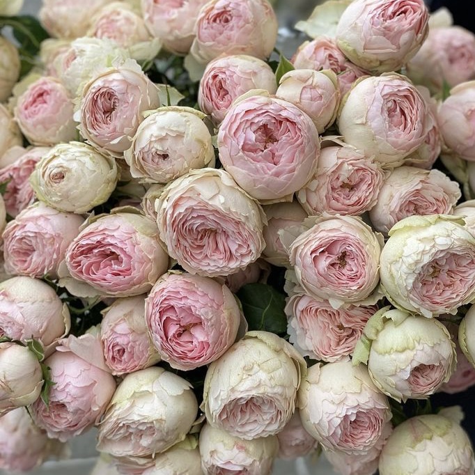 Фото Мэнсфилд Парк в Новосибирске Matilda Flowers