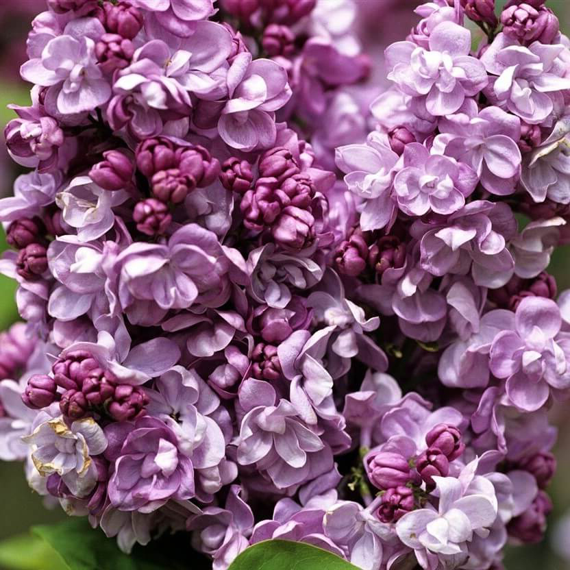 Фото Катерина Хавемейер в Новосибирске Matilda Flowers