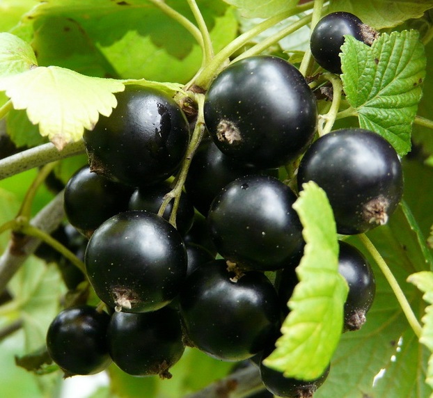 Фото Черная "памяти Потапенко" в Новосибирске Matilda Flowers