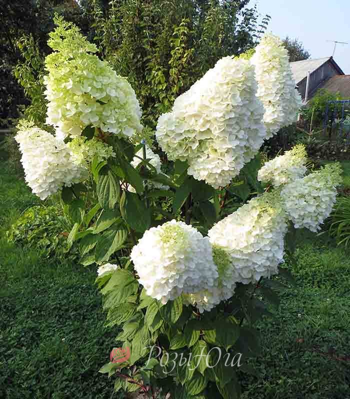 Фото Меджикал Мунлайт (горшок мал. P9) в Новосибирске Matilda Flowers