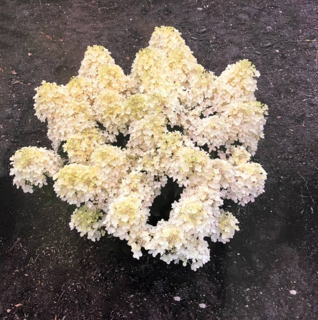 Фото Милк энд Хани в Новосибирске Matilda Flowers