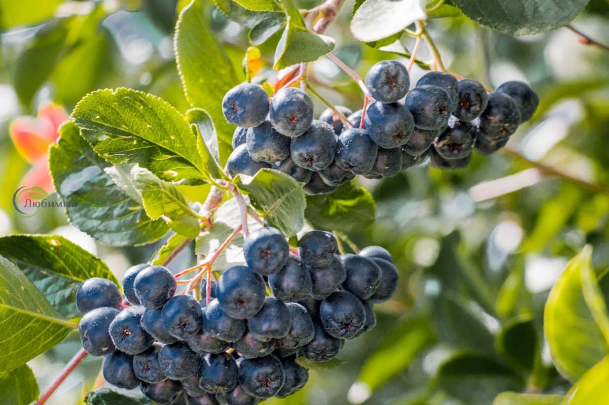 Фото Черная жемчужина в Новосибирске Matilda Flowers