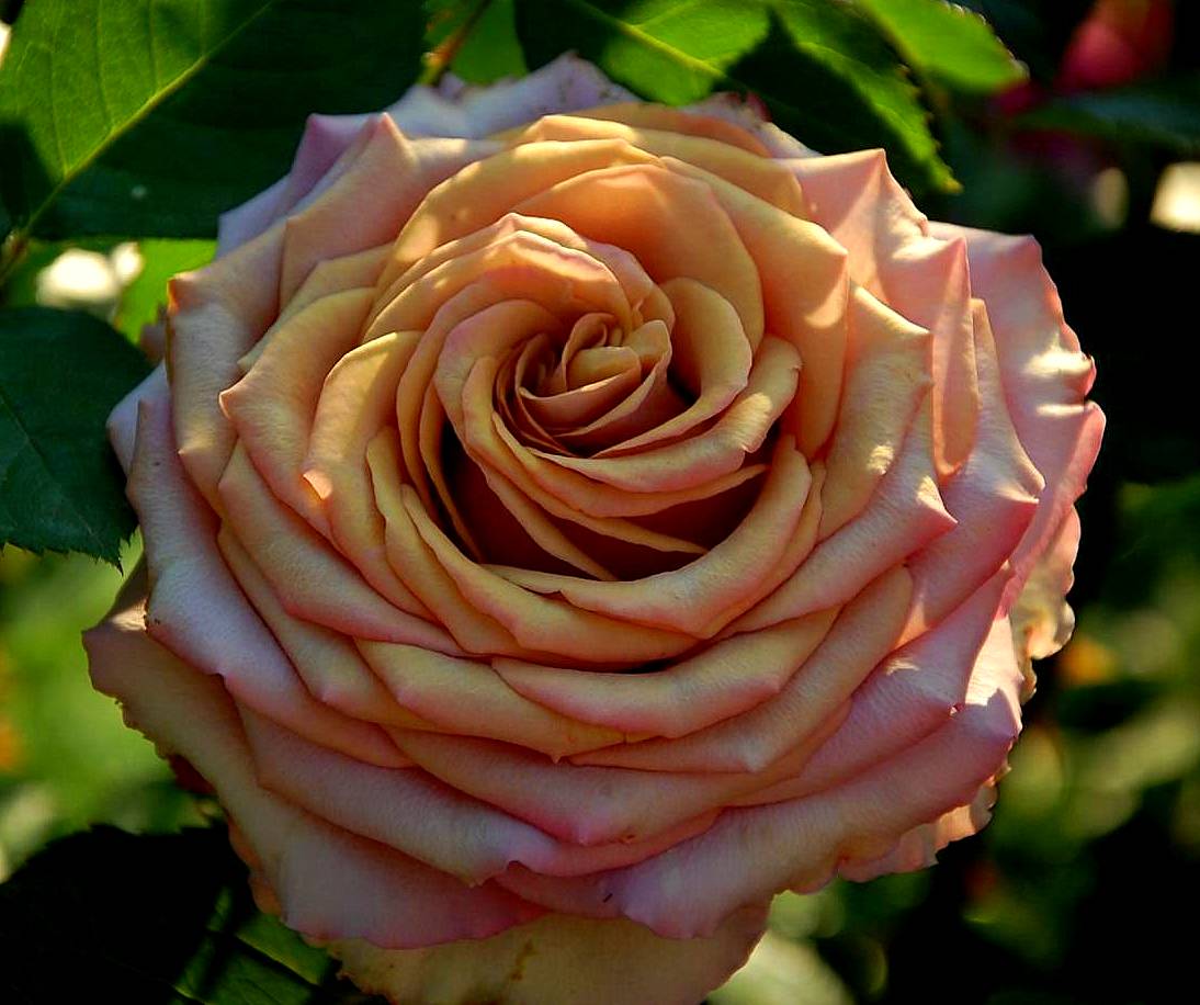 Роза чайно-гибридная (Rosa Marrakech