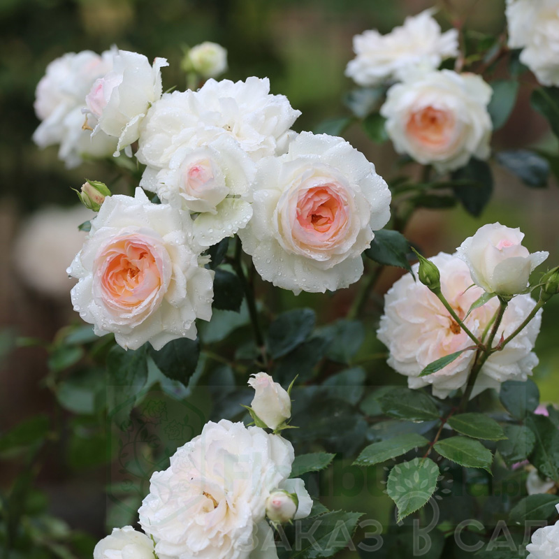 Фото Стефани Баронин цу Гуттенберг в Новосибирске Matilda Flowers