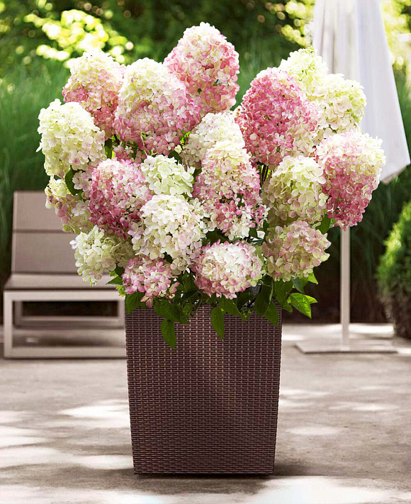 Фото Литл Блоссом (горшок мал. P9) в Новосибирске Matilda Flowers