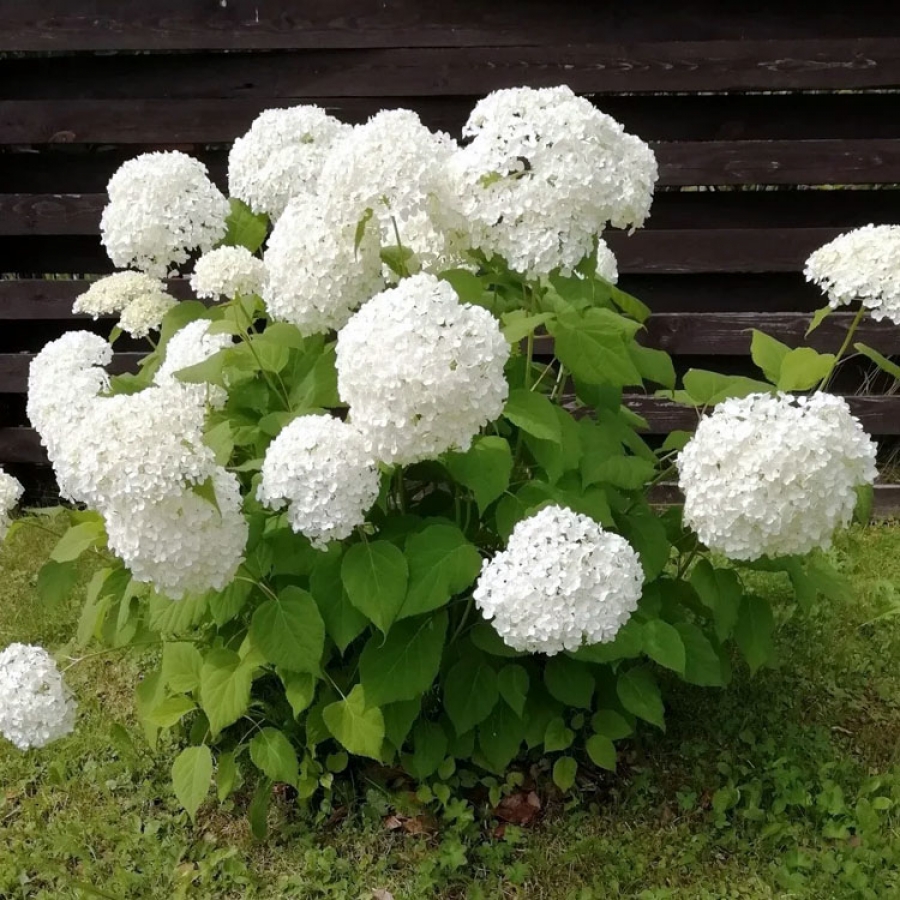 Фото Баунти (горшок 5л) в Новосибирске Matilda Flowers