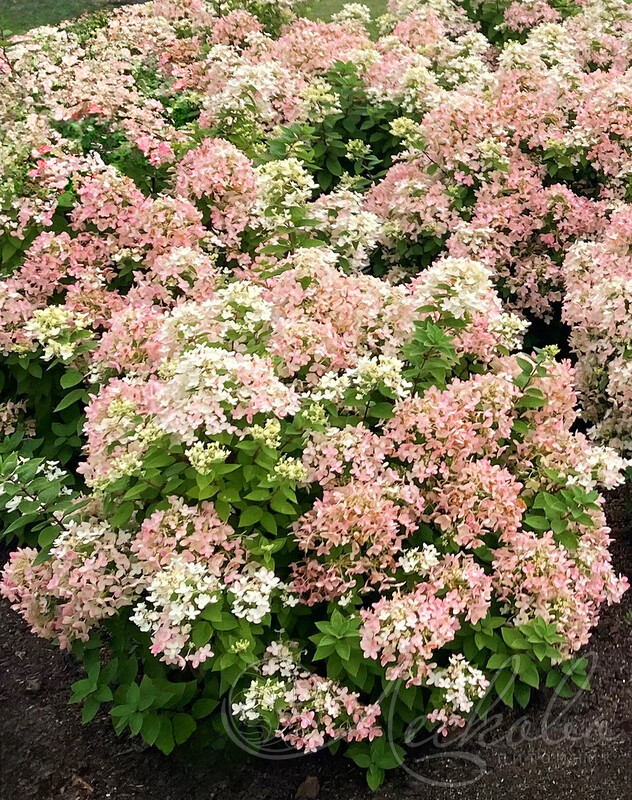 Фото Тач оф Пинк (горшок мал. P9) в Новосибирске Matilda Flowers