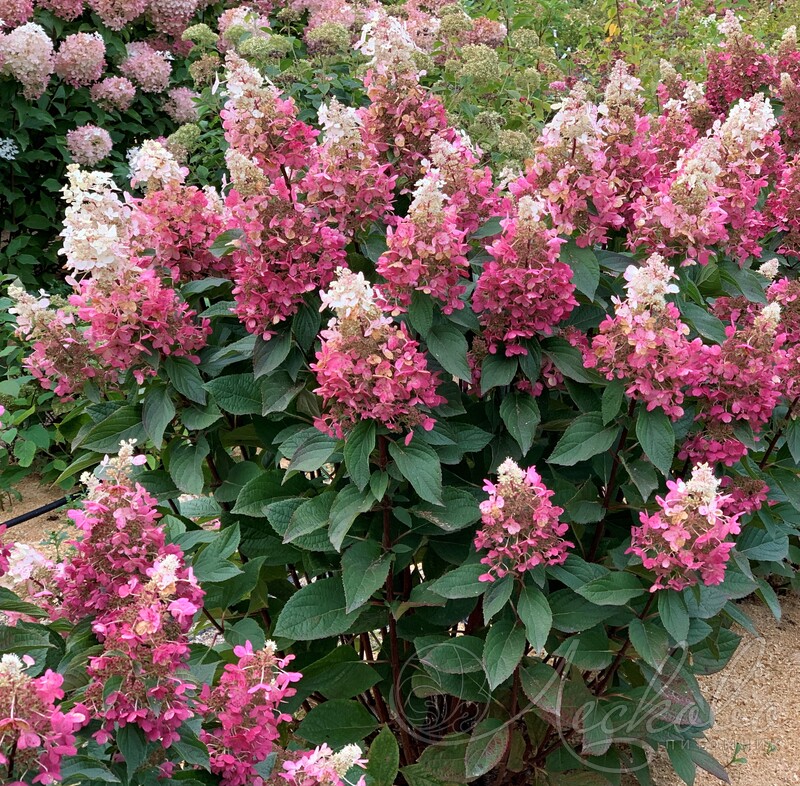 Фото Пинки Винки (горшок мал. P9) в Новосибирске Matilda Flowers