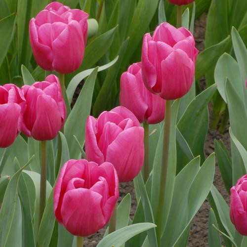 Фото Кинга  в Новосибирске Matilda Flowers