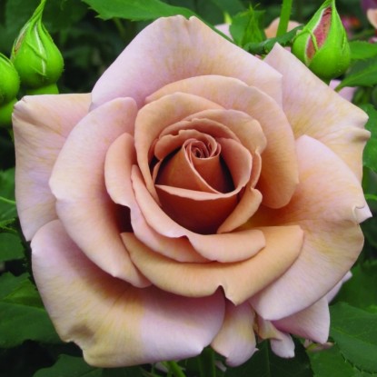 Фото флорибунда Коко Локо в Новосибирске Matilda Flowers