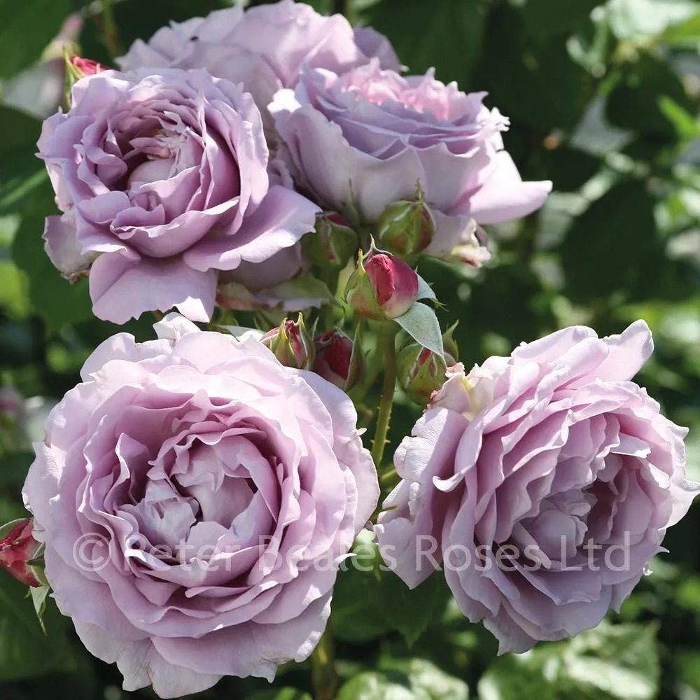 Фото Новалис в Новосибирске Matilda Flowers