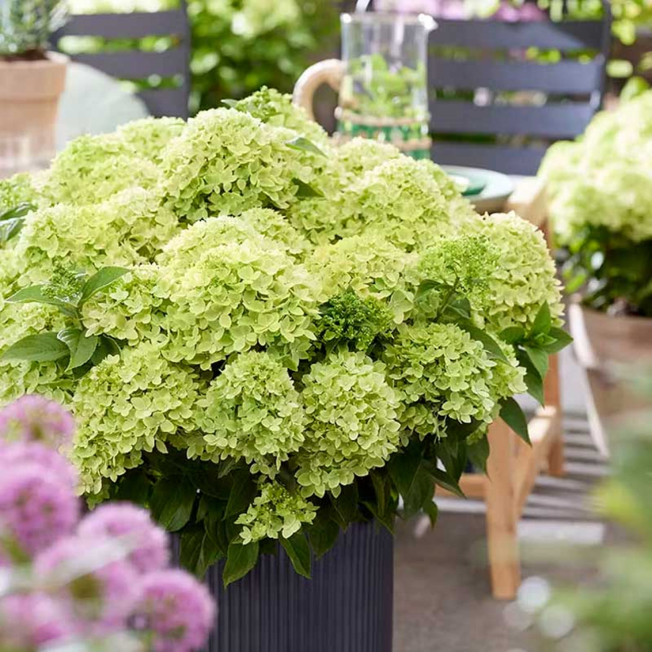 Фото Литл Эпл (горшок мал. P9) в Новосибирске Matilda Flowers