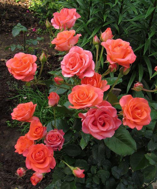 Фото Саженец чайно-гибридной розы Вау в Новосибирске Matilda Flowers