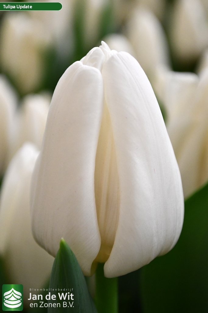 Фото Апдейт в Новосибирске Matilda Flowers