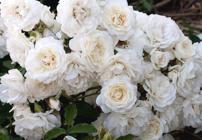 Фото Саженец почвопокровной розы Сноу Балет в Новосибирске Matilda Flowers