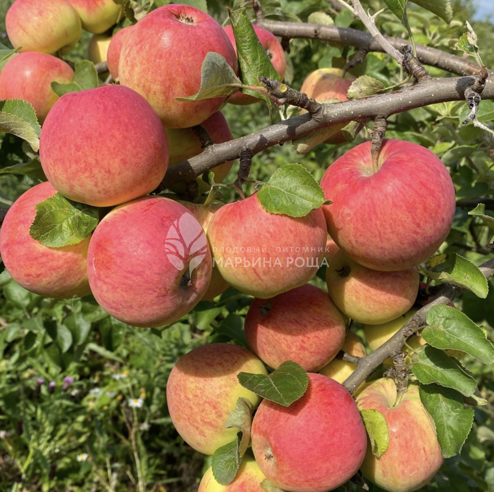 Фото Толунай в Новосибирске Matilda Flowers