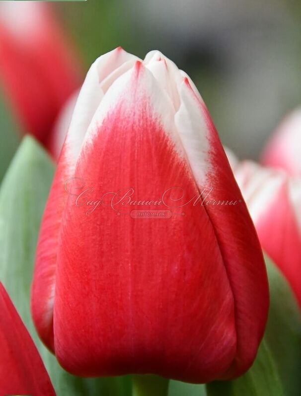 Фото Датч дизайн в Новосибирске Matilda Flowers