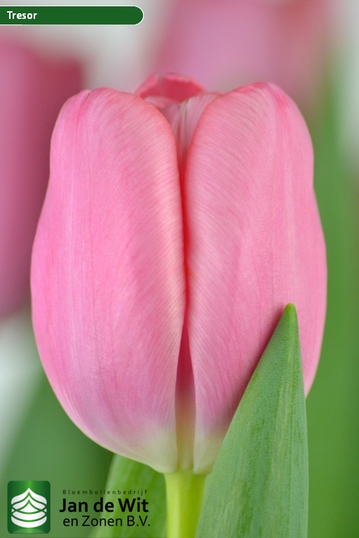 Фото Трезор в Новосибирске Matilda Flowers