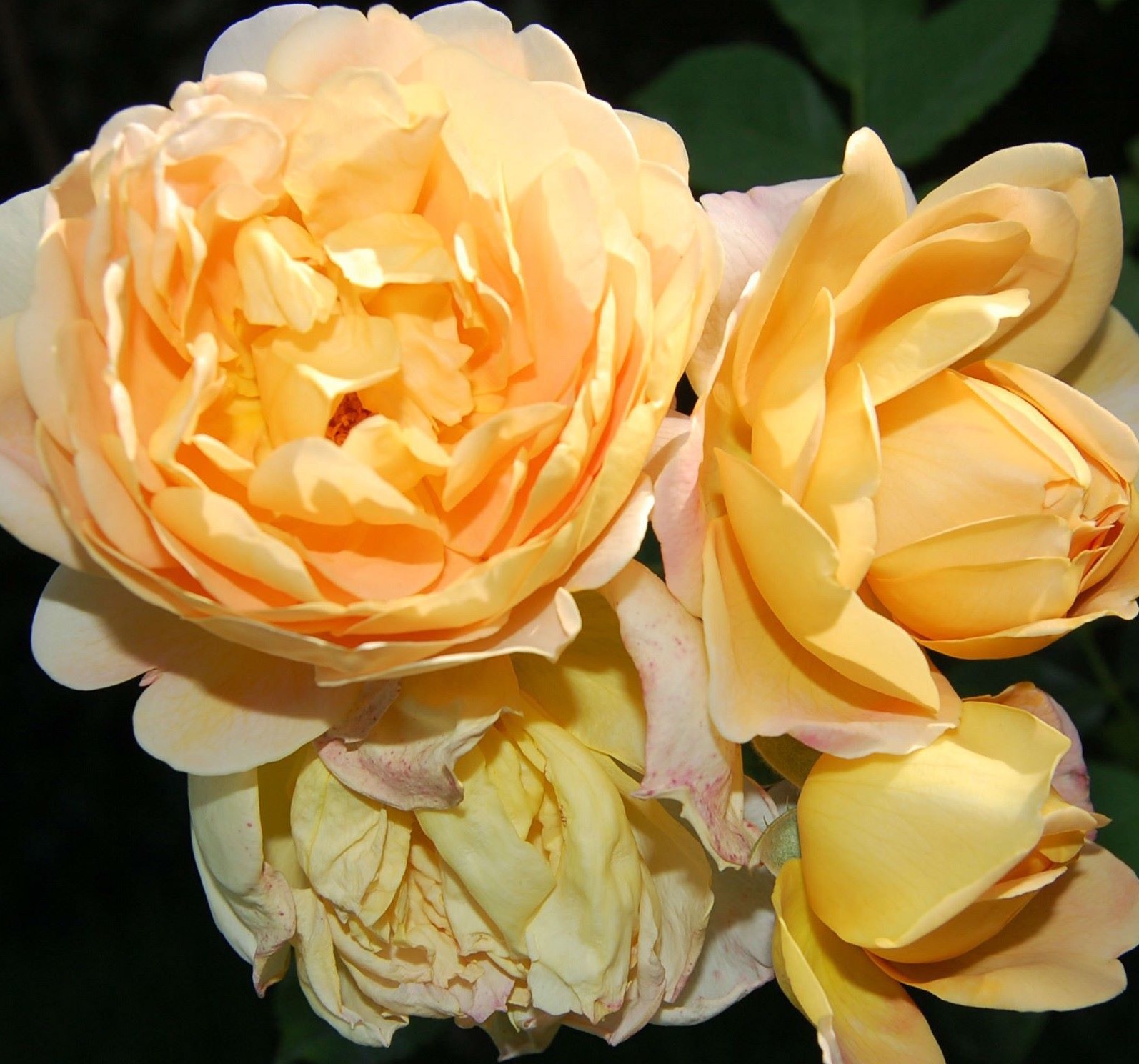 Роза флорибунда Голд топаз