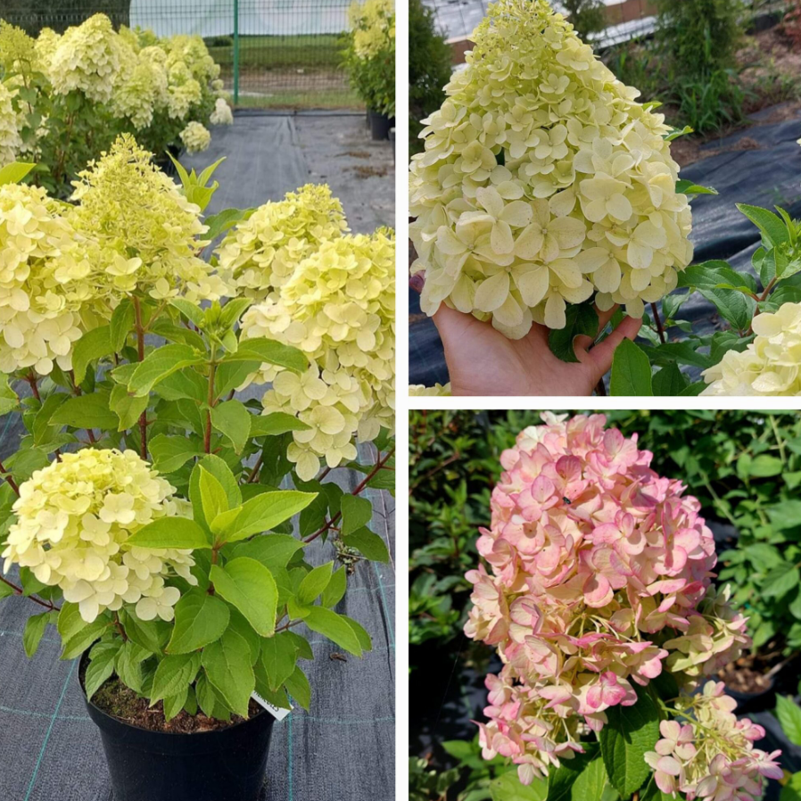 Фото Геркулес в Новосибирске Matilda Flowers