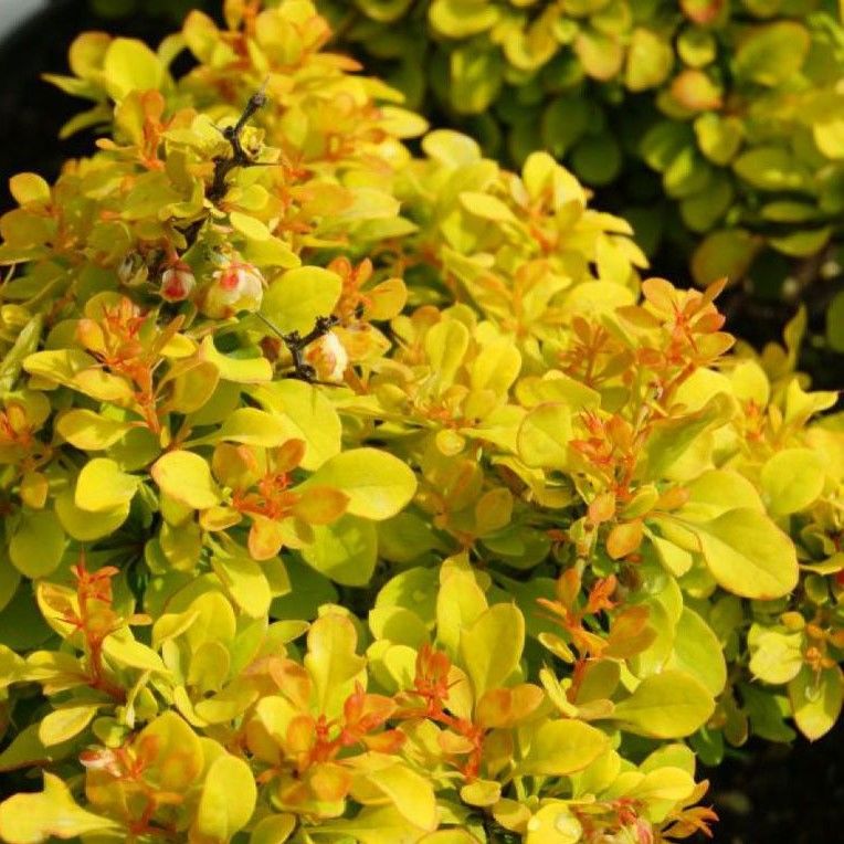 Фото тунберга "Голден Наггет"  в Новосибирске Matilda Flowers