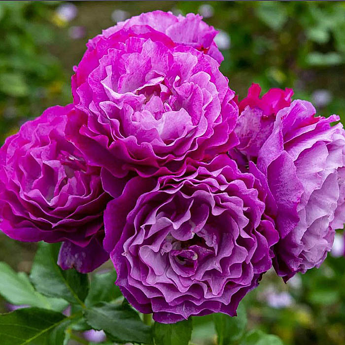 Фото Блю Эден в Новосибирске Matilda Flowers