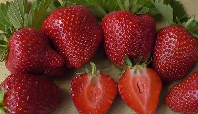 Фото Надия в Новосибирске Matilda Flowers