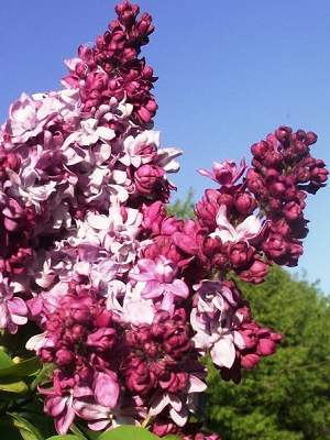 Фото Карл Х в Новосибирске Matilda Flowers