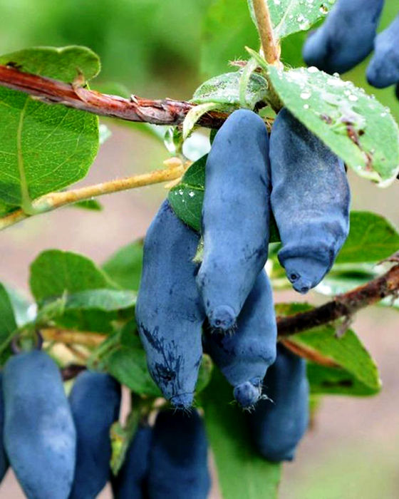 Фото Стрежевчанка в Новосибирске Matilda Flowers