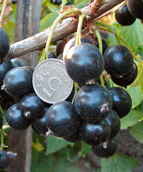 Фото Черная "Добрыня" в Новосибирске Matilda Flowers