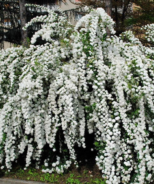 Фото Сноумаунд (С3) в Новосибирске Matilda Flowers