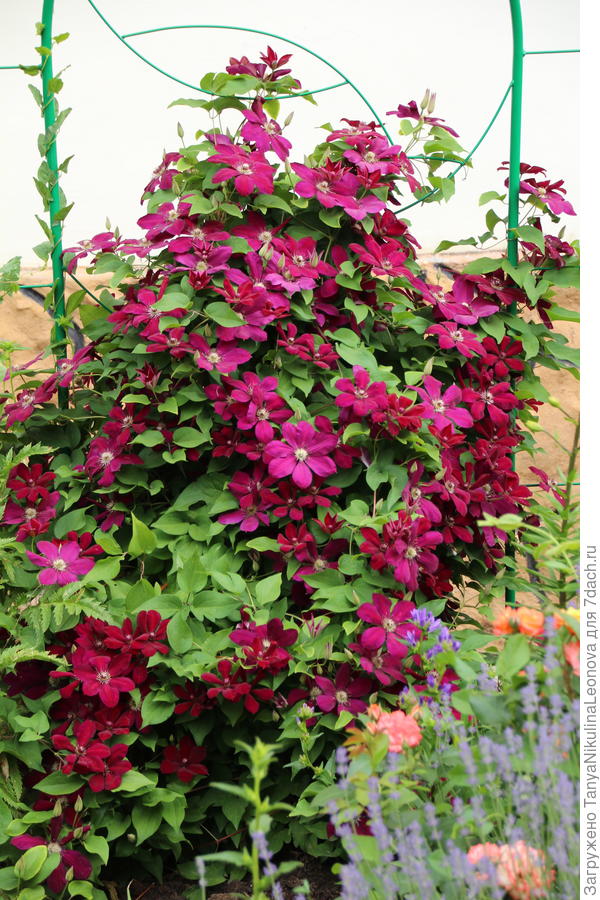 Фото Эрнест Маркхем в Новосибирске Matilda Flowers