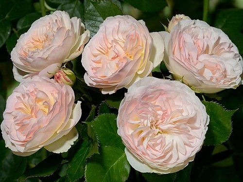 Фото флорибунда Пастелла в Новосибирске Matilda Flowers