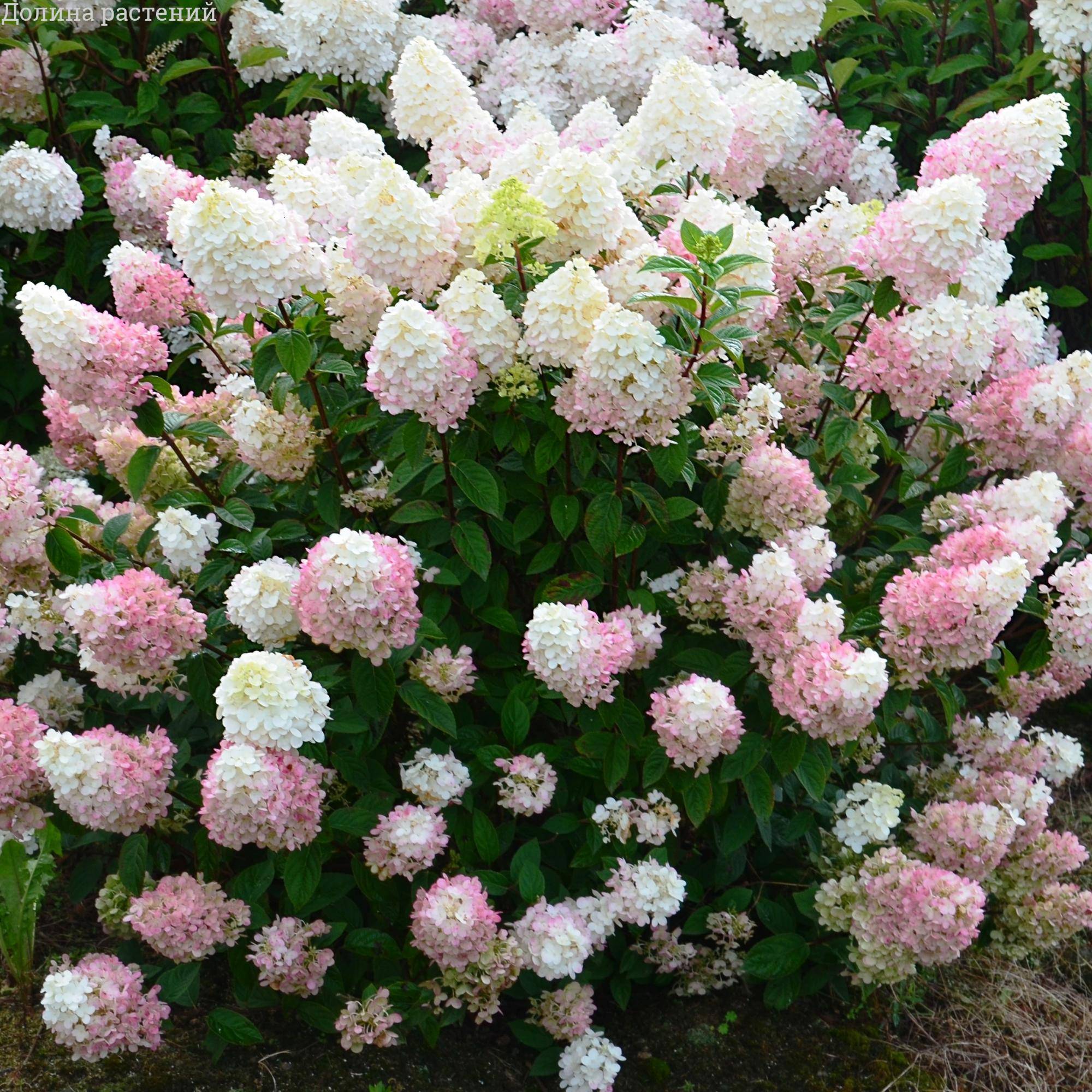 Фото Сандей Фрайз (горшок 5л) в Новосибирске Matilda Flowers