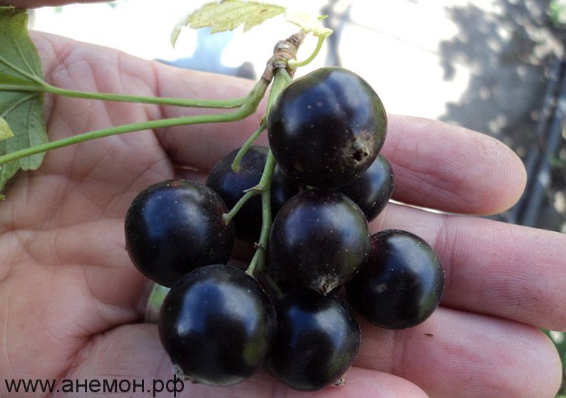 Фото Черная "Пигмей" в Новосибирске Matilda Flowers