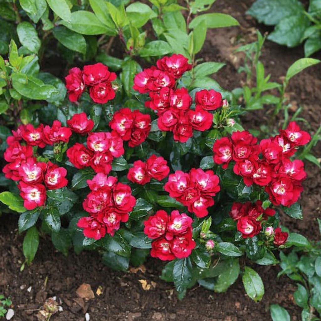 Фото Саженец почвопокровной розы Иониум в Новосибирске Matilda Flowers