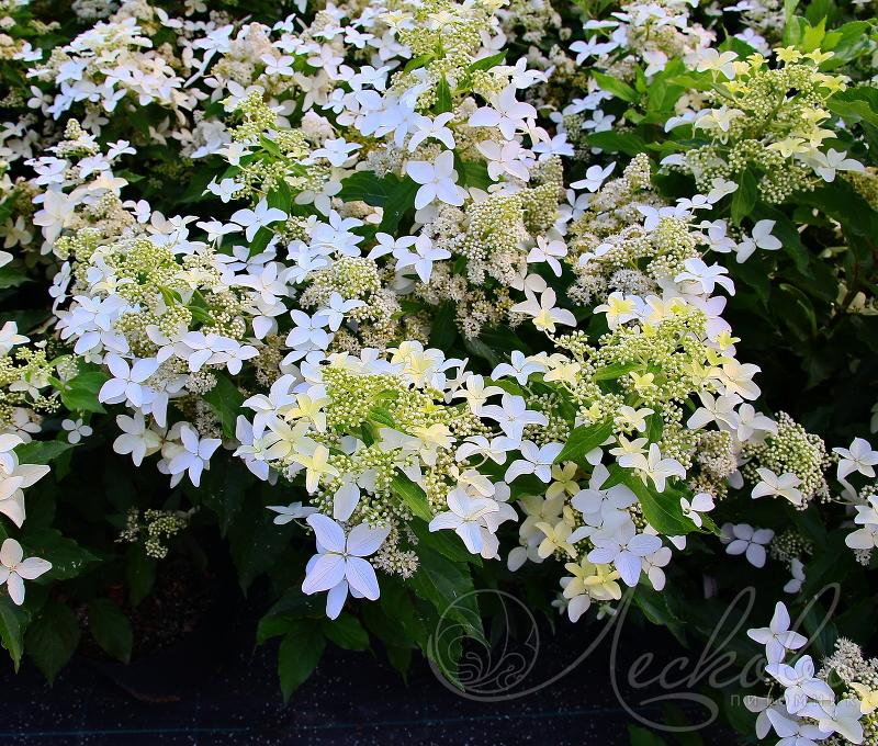 Фото Меджикал Старлайт (горшок 5л) в Новосибирске Matilda Flowers